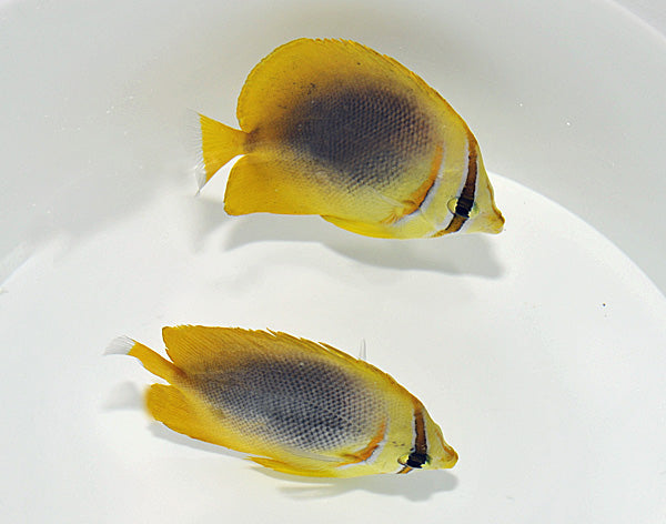 Chaetodon aureofasciatus - Golden Butterflyfish