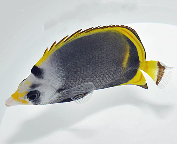 Chaetodon flavirostris