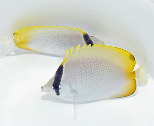 Chaetodon guentheri - Crochet Butterflyfish