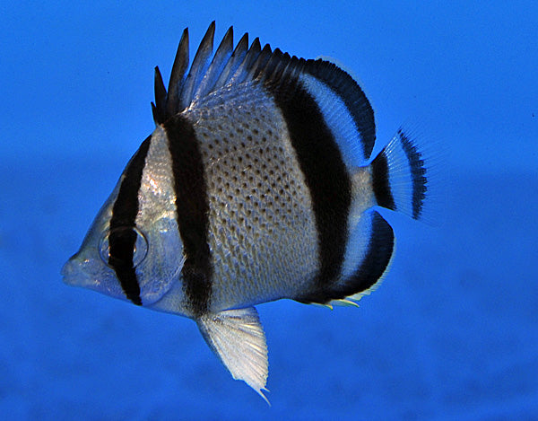 Chaetodon humeralis - East Pacific butterflyfish