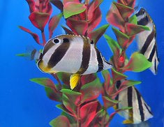 Chaetodon marleyi - Doublesash Butterflyfish