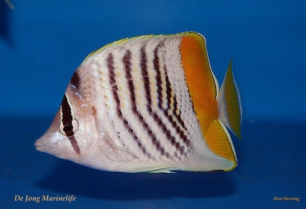 Chaetodon mertensii - Atoll Butterflyfish