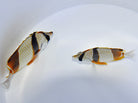 Chaetodon robustus - Three banded butterflyfish