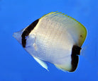 Chaetodon sedentarius - Reef butterflyfish