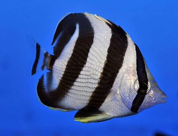 Chaetodon striatus - Banded butterflyfish