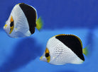 Chaetodon tinkeri - Hawaiian butterflyfish