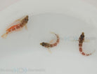 Malacoctenus triangulatus - Saddled blenny