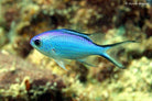 Chromis cyanea - Zwaluwstaart Juffertje