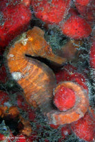 Hippocampus Erectus (Rood) - Gestreept Zeepaardje (Rood)