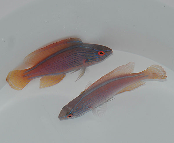 Cirrhilabrus lineatus - Paarsgestreepte Lipvis