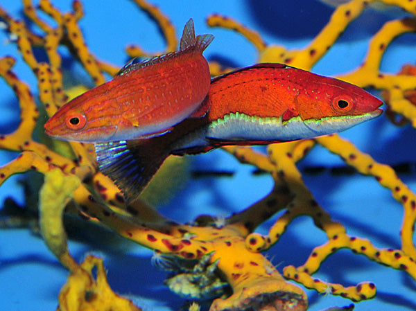 Cirrhilabrus rubeus (Sri-Lanka) - Ruby Longfin Fairy Wrasse