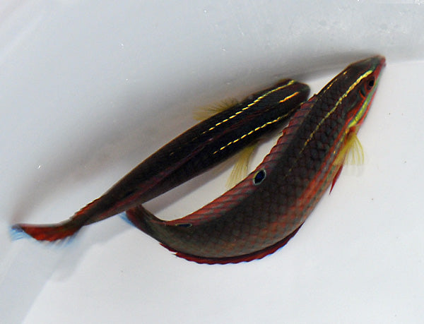 Halichoeres biocellatus