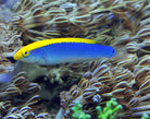 Halichoeres cyanocephalus - Yellowcheek Wrasse