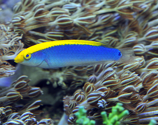 Halichoeres cyanocephalus - Yellowcheek Wrasse