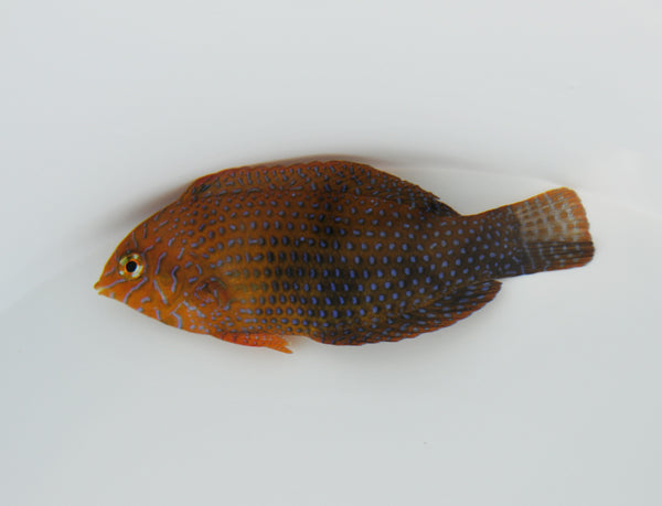 Macropharyngodon geoffroy - Geoffroy's Wrasse