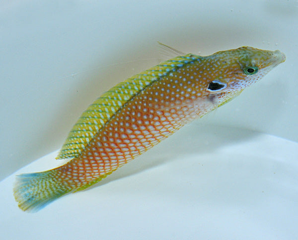 Macropharyngodon kuiteri - Kuiter's Leopard Wrasse