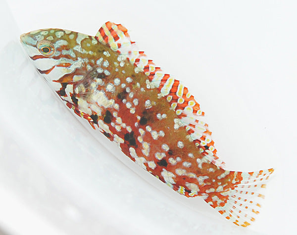 Macropharyngodon lapillus - Mauritius Jewel leopard Wrasse