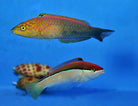 Pseudojuloides Atavai - Polynesian Wrasse