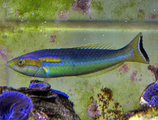 Pseudojuloides xanthomos (Mauritius) - Yellow slender wrasse