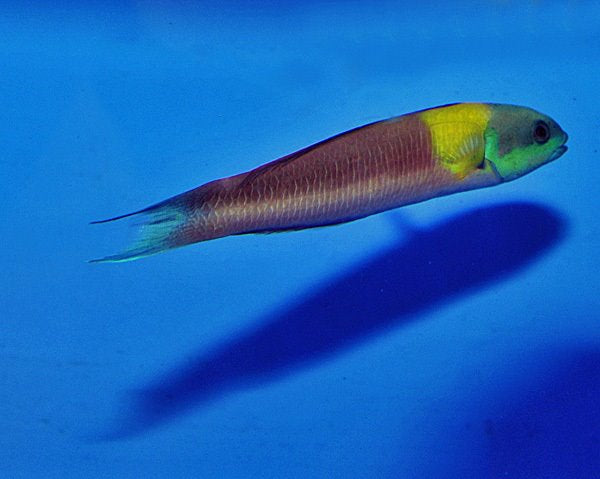 Thalassoma lucasanum (Ecuador) - Cortez Rainbow Wrasse