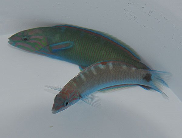 Thalassoma lunare - Moon Wrasse