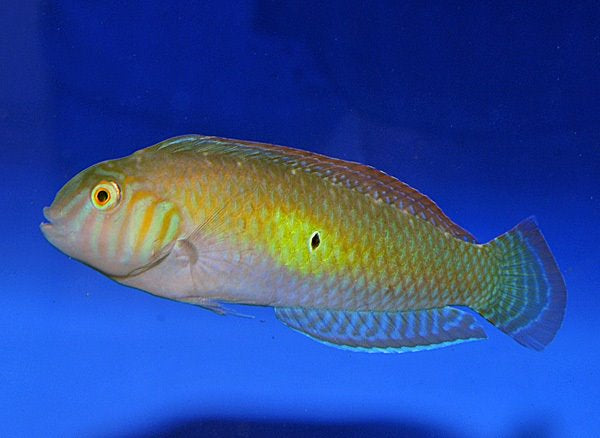 Xyrichtys Splendens - Zwartvlek Lipvis