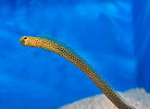 Heteroconger taylori - Taylor's Garden Eel