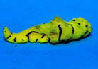 Aegires minor - Banana nudibrach