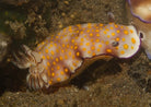 Hypselodoris pulchella - Gypsy nudibranch