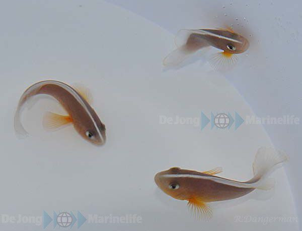 Amphiprion akallopisos - Skunk-stripe anemonefish