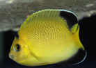 Apolemichthys armitagei - Armitage angelfish