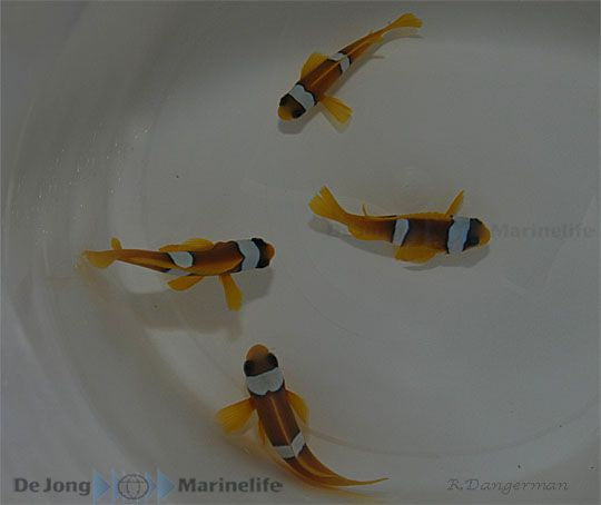 Amphiprion bicinctus - Twoband anemonefish