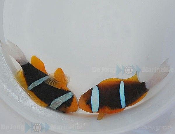 Amphiprion chrysopterus - Orange fin anemonefish