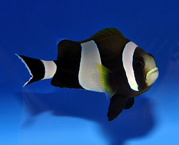 Amphiprion latezonatus - Wide-banded anemonefish