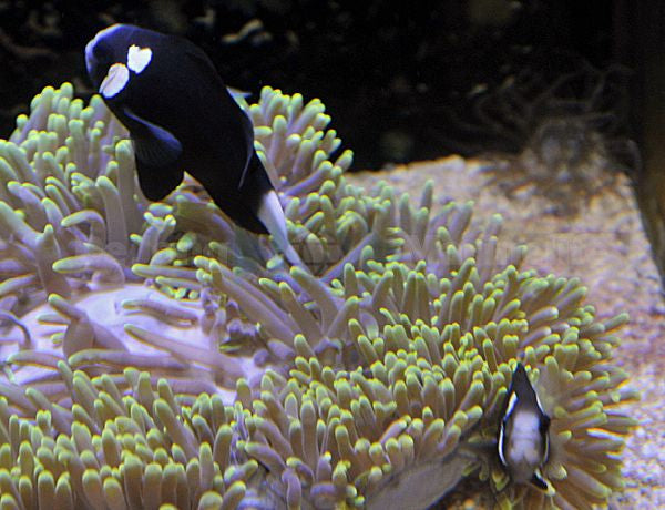 Amphiprion mccullochi - Mcculoch's anemonefish