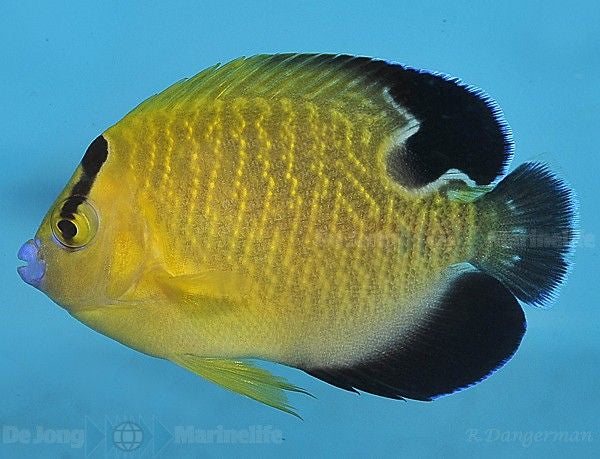 Apolemichthys xanthopunctatus - Goldflake angelfish