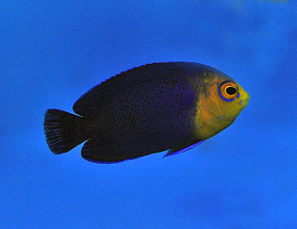 Centropyge argi - Pygmy angelfish