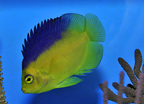 Centropyge colini - Colin's angelfish