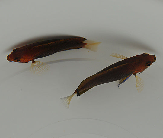 Centropyge fisheri - Fisher's pygmy angel