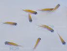 Chromis insolata - Sunshine Chromis