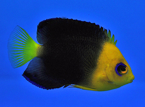 Centropyge joculator - Coco's pygmy angelfish