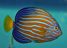 Chaetodontoplus septentrionalis - Bluestriped angelfish