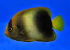 Holacanthus africanus - Guinean angelfish