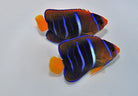 Holacanthus passer - King angelfish