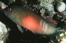 Labracinus cyclophthalmus