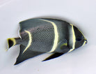 Pomacanthus arcuatus - Gray angelfish