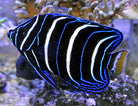 Pomacanthus chrysurus - Goldtail angelfish