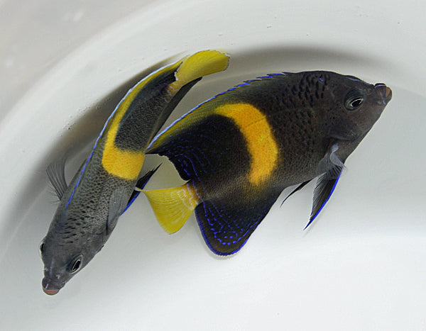 Pomacanthus maculosus - Yellowbar angelfish