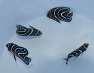 Pomacanthus semicirculatus - Koran angelfish