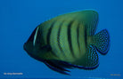 Pomacanthus sexstriatus - Sixbar angelfish